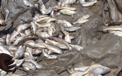 Special Field Report On The Strange Occurence Of Dead Fish Washed Ashore On The Atlantic Coastline Of The Niger Delta