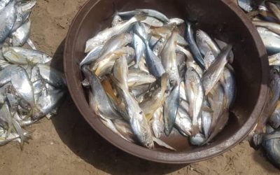 CSOs Decries the Rate of Floating Dead Fish Washed Ashore Amidst COVID-19 Lockdown